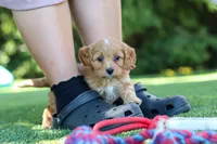 Alexis, a female Cavapoo for sale in Dalton, OH – 1 of 6