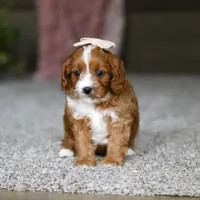 Lilac, a female Cavapoo for sale in Dalton, OH – Photo 3 of 7