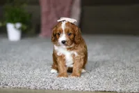 Lilac, a female Cavapoo for sale in Dalton, OH – Photo 3 of 7