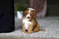 Lilac, a female Cavapoo for sale in Dalton, OH – Photo 5 of 7