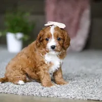 Lilac, a female Cavapoo for sale in Dalton, OH – Photo 2 of 7