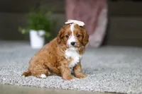 Lilac, a female Cavapoo for sale in Dalton, OH – Photo 2 of 7