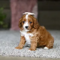 Lilac, a female Cavapoo for sale in Dalton, OH – Photo 4 of 7