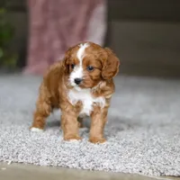 Lilac, a female Cavapoo for sale in Dalton, OH – Photo 7 of 7