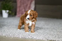 Lilac, a female Cavapoo for sale in Dalton, OH – Photo 7 of 7