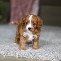 Lilac, a female Cavapoo for sale in Dalton, OH – Photo 1 of 7