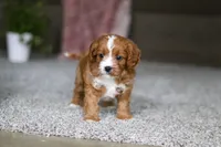 Lilac, a female Cavapoo for sale in Dalton, OH – Photo 1 of 7