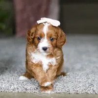 Lilac, a female Cavapoo for sale in Dalton, OH – Photo 6 of 7