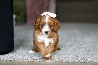 Lilac, a female Cavapoo for sale in Dalton, OH – Photo 6 of 7