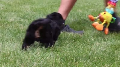 Alex, a male Cavapoo for sale in Dalton, OH – 6 of 6