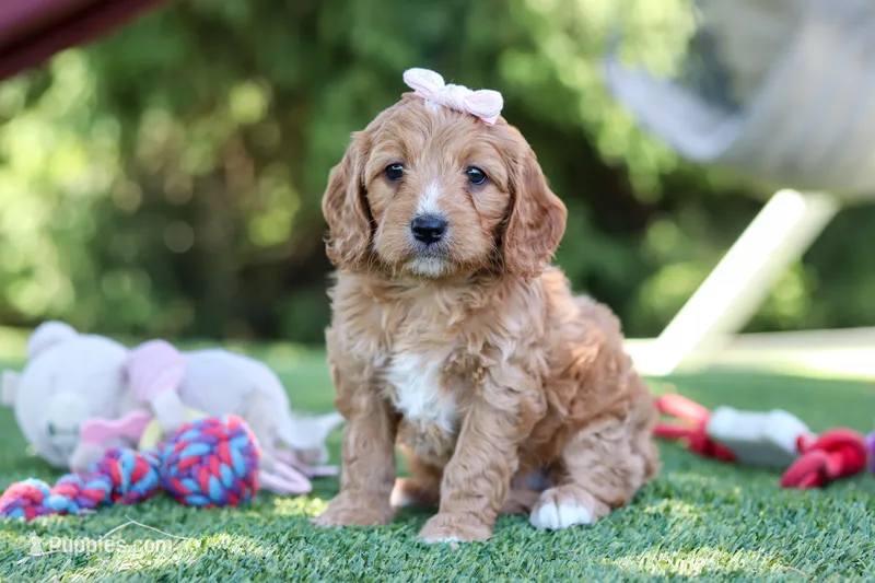 Kaylani, a female Cavapoo for sale in Dalton, OH – 1 of 6