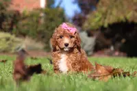 Caroline, a female Cavapoo for sale in Dalton, OH – Photo 5 of 6