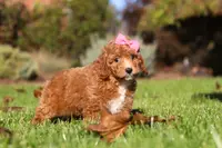 Caroline, a female Cavapoo for sale in Dalton, OH – Photo 6 of 6