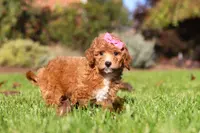 Caroline, a female Cavapoo for sale in Dalton, OH – Photo 1 of 6