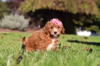 Caroline, a female Cavapoo for sale in Dalton, OH – Photo 2 of 6