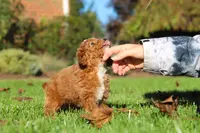 Caroline, a female Cavapoo for sale in Dalton, OH – Photo 4 of 6