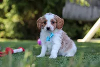 Grey, a male Cavapoo for sale in Dalton, OH – 2 of 6