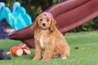 Kaylani, a female Cavapoo for sale in Dalton, OH – 1 of 9