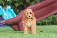Kaylani, a female Cavapoo for sale in Dalton, OH – 3 of 9