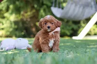 Luna, a female Cavapoo for sale in Dalton, OH – 2 of 6