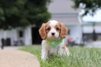 Kobe, a male Cavalier King Charles Spaniel for sale in Dalton, OH – 5 of 6