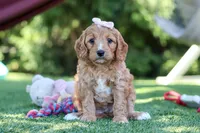 Kaylani, a female Cavapoo for sale in Dalton, OH – 2 of 6