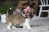 Tessa, a female Havanese for sale in Dalton, OH – Photo 3 of 7