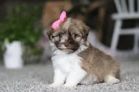 Tessa, a female Havanese for sale in Dalton, OH – Photo 2 of 7