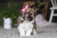 Tessa, a female Havanese for sale in Dalton, OH – Photo 4 of 7