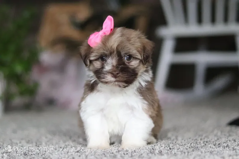 Tessa – Havanese puppy for sale in Dalton, OH