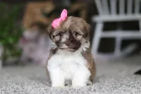 Tessa, a female Havanese for sale in Dalton, OH – Photo 1 of 7