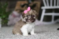 Tessa, a female Havanese for sale in Dalton, OH – Photo 5 of 7