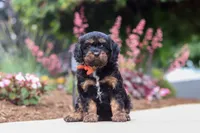 Chase, a male Cavapoo for sale in Dalton, OH – 2 of 6