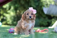Alexis, a female Cavapoo for sale in Dalton, OH – 4 of 6