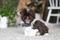 Stoney, a male Havanese for sale in Dalton, OH – Photo 2 of 6