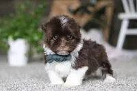 Stoney, a male Havanese for sale in Dalton, OH – Photo 4 of 6