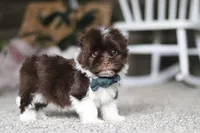 Stoney, a male Havanese for sale in Dalton, OH – Photo 5 of 6