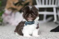 Stoney, a male Havanese for sale in Dalton, OH – Photo 3 of 6