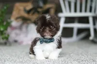 Stoney, a male Havanese for sale in Dalton, OH – Photo 1 of 6