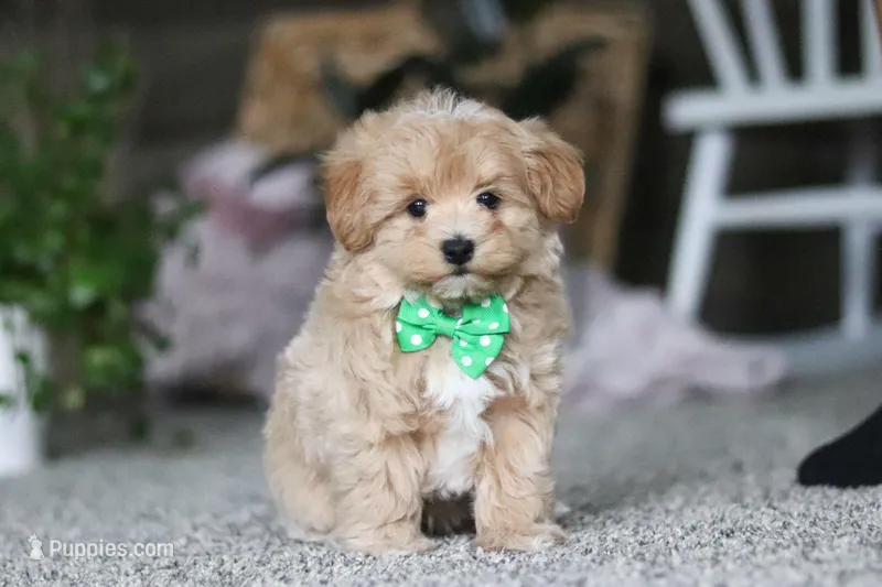 Rhett – Havapoo puppy for sale in Dalton, OH