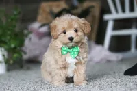 Rhett, a male Havapoo for sale in Dalton, OH – Photo 1 of 7