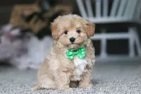 Rhett, a male Havapoo for sale in Dalton, OH – Photo 5 of 7