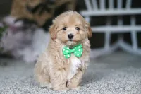 Rhett, a male Havapoo for sale in Dalton, OH – Photo 2 of 7