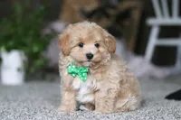 Rhett, a male Havapoo for sale in Dalton, OH – Photo 3 of 7