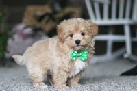 Rhett, a male Havapoo for sale in Dalton, OH – Photo 4 of 7