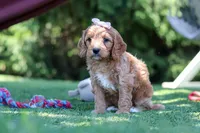Kaylani, a female Cavapoo for sale in Dalton, OH – 4 of 6