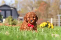 Cash, a male Cavapoo for sale in Dalton, OH – Photo 1 of 6