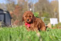 Cash, a male Cavapoo for sale in Dalton, OH – Photo 2 of 6