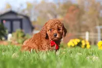 Cash, a male Cavapoo for sale in Dalton, OH – Photo 5 of 6