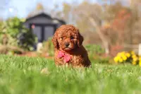 Cash, a male Cavapoo for sale in Dalton, OH – Photo 4 of 6